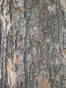 Poplar Bark