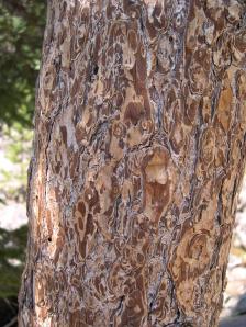 Pine Bark